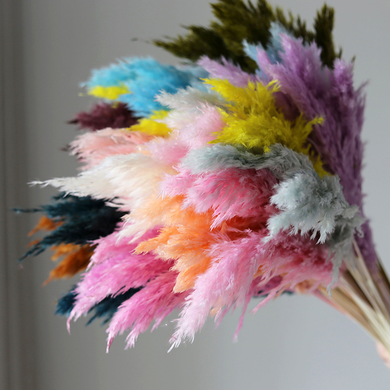 4-5 Stems Real Dried Fluffy Pampas Grass Dried Flower Bouquet for Table Centerpieces Modern Home Living Room Decoration Flower Arrangements for W-image-1089474985