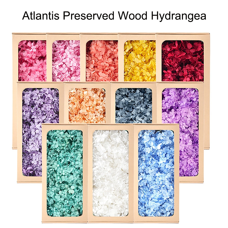 100g Preserved Natural Atlantis Medium Leaf Wood Hydrangea Real Flowers Home Wedding Decor Birthday Valentines Day Gifts High Quality Natural DIY-image-1088728927