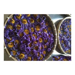 Faux Floral verdure bleu Lotus séché fleur entière Nymphaea Caerea 220330 livraison directe maison jardin décor Accents Dhi6G