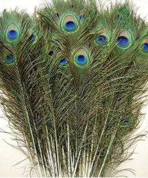 Feather Peacock Tails 10 "-12" staartveren fan voor trouwfeestje decoratie