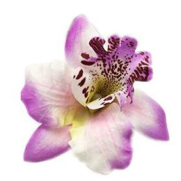 Clip à cheveux de fleur ACCESSOIRES DE CHEVEUR ORCHIDE THAI