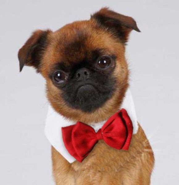 Pajarita formal para mascotas, collar de boda Holliday, ropa para perros, accesorios de disfraz, negro, rojo, para gatos pequeños, medianos, perros, mascotas 3252246