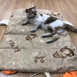 Four Seasons Universal Pet Cat Nest Pet Crate Mat Cat Bed Pet Pad pour animaux de compagnie intérieurs et extérieurs