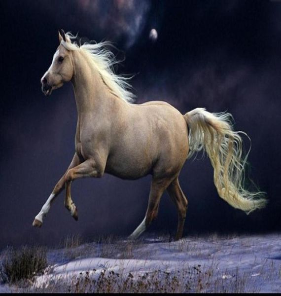 Caballo blanco enmarcado corriendo a la luz de la luna Pintura al óleo pintada a mano genuina del arte animal sobre lienzo grueso Calidad del museo Tamaño múltiple 8413392