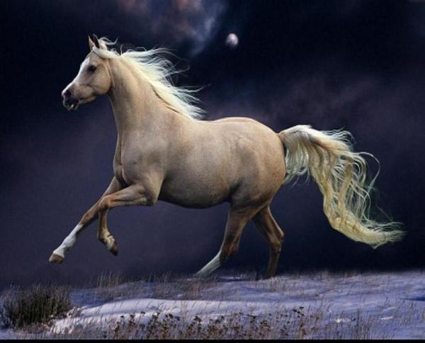 Horse blanc encadré courir dans le MoonlightGenuine peint à la main Animal Art Huile Paint sur la qualité du musée de toile épaisse multi-taille 3089655