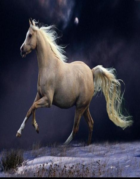 Caballo blanco enmarcado corriendo a la luz de la luna Pintura al óleo pintada a mano genuina del arte animal sobre lienzo grueso Calidad del museo Tamaño múltiple 8420012