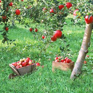 Fondos de vinilo con tema de cosecha de jardín de frutas para fotografía pastizales verdes manzanos niños niños al aire libre fondo de sesión de fotos