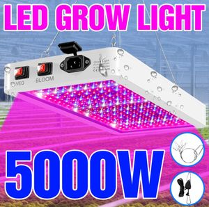 LED à spectre complet élèvent la lumière 220V ampoules de plantes 110V lampe hydroponique 4000W 5000W serre Fito lampes boîte d'éclairage de croissance de fleurs