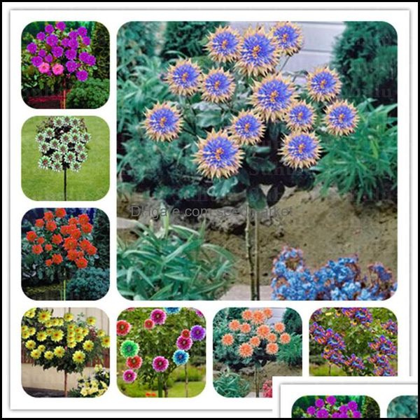 Décorations de jardin 100 pièces/ensemble 20 sortes Dahlia jardin arbre nain fleur goutte livraison 2021 maison patio pelouse Bdesybag Ot1Fl