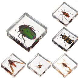 Decoraciones de jardín 6 piezas de espécimen de insecto adorno artesanal de resina insectos adornos para el hogar adornan decoraciones de escritorio decoración delicada para estudiantes