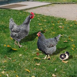 Décorations de jardin Piquet de poulet en acrylique décoratif pour statues de poule résistantes aux intempéries, décoration d'arrière-cour 3 pièces