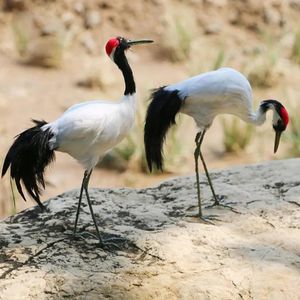 Tuindecoratie Kunstmatige Roodgekroonde Kraanvogel Vogels Beeldje Realistisch Huis Tuindecoratie 231120