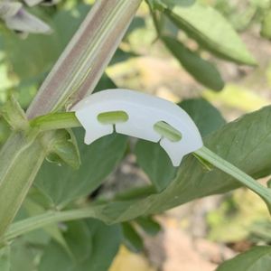 Tuinvoorraden andere groenten tomaten die clips bevestigen om te voorkomen dat buigsteun klem fruitbloemgroene plant zaailing zaailing versterking