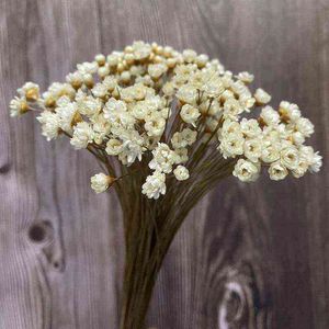 Cadeaux pour femmes Environ 200 pièces/0,6 à 1 cm de tête, véritables petites fleurs blanches naturelles séchées en forme d'étoile, mini bouquet de marguerites sèches pour bijoux en résine, décoration d'intérieur