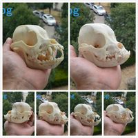 Spécimen de crâne de chien naturel grand et unique - (11-14 CM / 4.3-5.5 pouces, crâne 1pcs, envoyé au hasard)