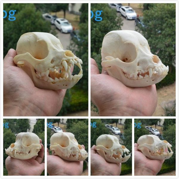 Gran gran muestra de calavera de perro natural grande y único-11-14 cm 4 3-5 5 pulgadas 1pcs calavera enviada al azar240i