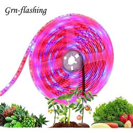 Grow Lights LED Full Spectrum Phyto Lamp 12V Grow Light Strip 5m 5050 SMD pour plantes d'intérieur Fleurs Graines LED Serre Cultivo Hydroponic P230413