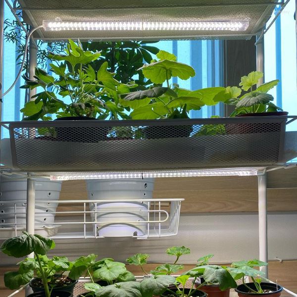 Luces de cultivo LED Phytolamp para orquídeas, plantas, temporizador, tiras de luz, lámpara Phyto blanca, plantas de semillero, Kits hidropónicos de floración para el hogar