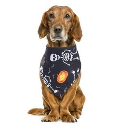 Halloween Dog Cotton Scarf Bib Grooming Accessoires Bandage Collier pour petit design de mode pour animaux de compagnie moyen5254327