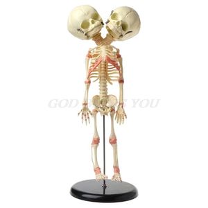 Halloween Toys 37cm Human Doble Cabeza Baby Skeleton Anatomy Brain Pantall Study Enseñanza Modelo anatómico de la barra de Halloween Ornamento 220908