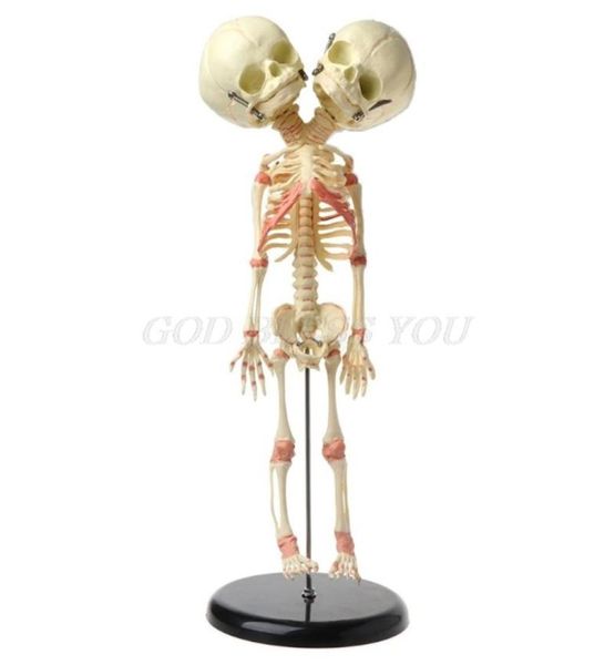 Juguetes de Halloween 37 cm Humano Doble Cabeza Bebé Cráneo Esqueleto Anatomía Cerebro Pantalla Estudio Enseñanza Modelo Anatómico Barra de Halloween Orna6864132