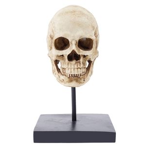 Halloween Jouets HeyMamba Gothique Crâne Humain Statue Sculpture Affichage Squelette Tête Modèle Halloween Décoration Pographie accessoires 220908