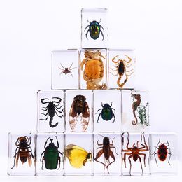 Arts et artisanaux faits à la main Drop Drop Resin Insect Book Town Transparent Amber Insect Specimen