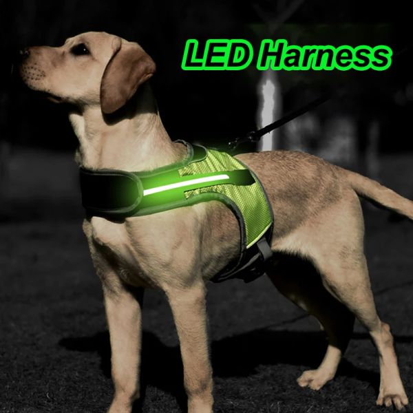 Harnais Led pour chien, lumière électronique lumineuse, anti-perte/accident de voiture, sécurité avec piles, bandeau pour animaux de compagnie, pour petits et grands chiens