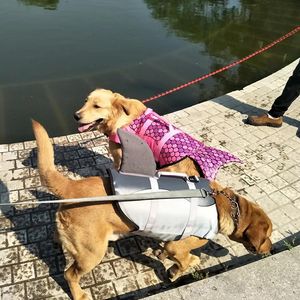 Harnais Accessoires pour animaux de compagnie Robe d'été Gilet de sauvetage pour chien Requin Sirène Maillot de bain Grand Moyen Petit Chien Natation Vêtements de sécurité Fournitures pour chiens