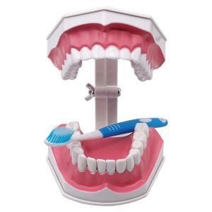Hoofdstukken groot tandenmodel met tandenborstel en verwijderbare tanden standaard tandheelkundig onderwijs demonstratie presentatie educatieve model tool