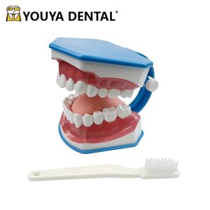 Modèle d'enseignement des dents de tête avec brosse à dents Modèle de démonstration dentaire avec dentisterie à langue