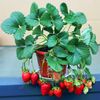 Vente chaude! 500 pcs Graines de plantes rares fraise, fraise géante fruits bio flores légumes pot non-OGM bonsaïs jardin plante