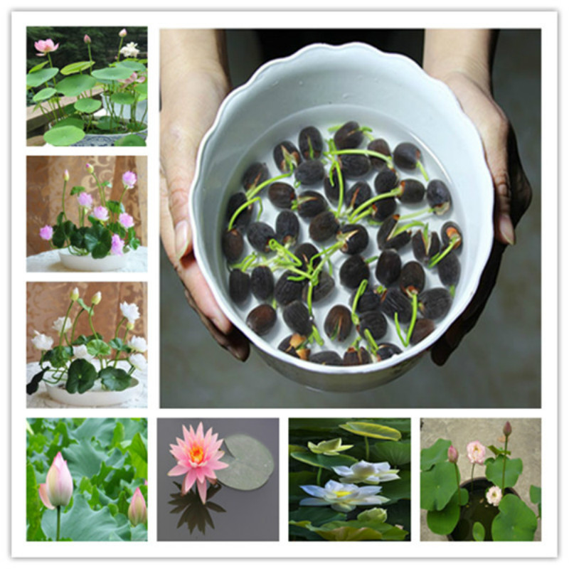 Hot Sale! flowers plant Potted gift, 5 Pcs Seeds Water Lily Bonsai Flower Plant for home and Garden planter