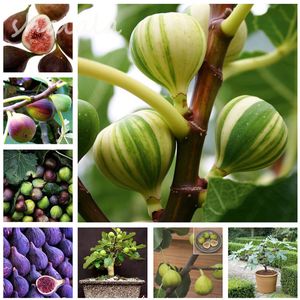 Hot Sale Seeds 100 Pcs Rare Tropical Fig Plant Mini Fig Tree Bonsai Plant Outdoor Rare Fruit for Home Planting Germination