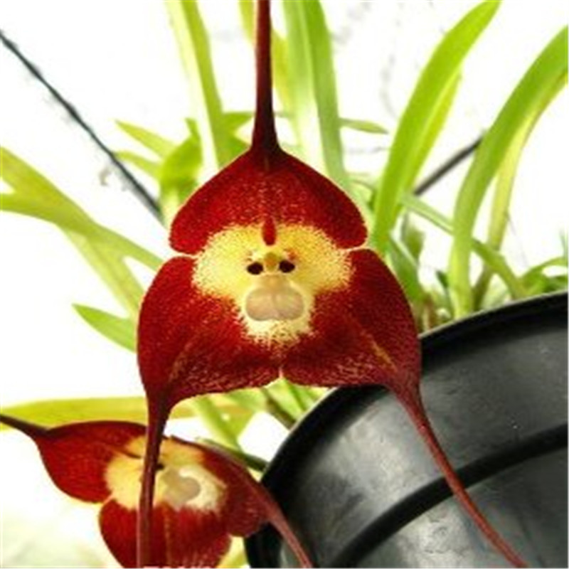 뜨거운 판매 씨앗 500 개 희귀 일본 원숭이 얼굴 난초 분재 DIY 홈 정원 식물 냄비 분재 꽃 플로레스는 여러 품종을 난초