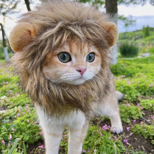Maisons mignons lion Headgear Chat Hat Mane Wig For Dogs and Cat petit chien Pet Pet Decor Accessoires Lion Perre
