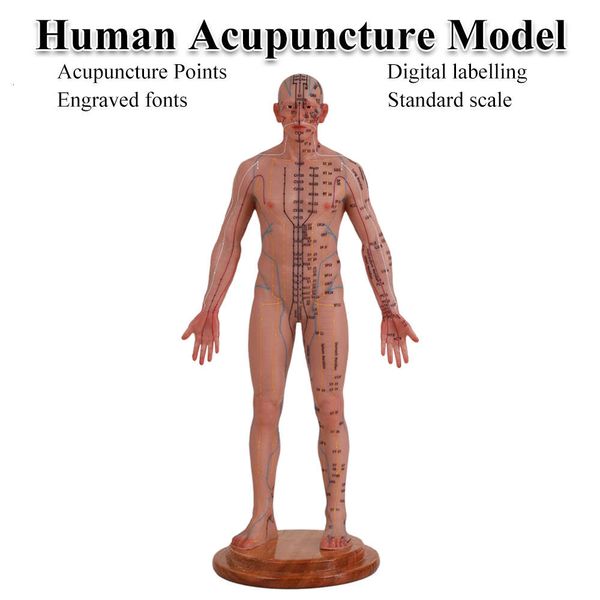 Tabla de modelo de acupuntura humana, dos meridianos, silicona humanoide que se puede perforar