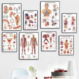 Système des muscles d'anatomie humaine Affiche médicale MAPLE BORPS MAPLE BORPT