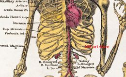 Cuerpo humano Sistema circulatorio muscular Anatomía Carteles de arte médico Carteles Canvas Pintura Arte de pared Imagen para la clínica Decoración del hogar