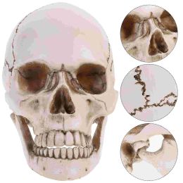 Modelo de cráneo humano para réplica médica con resina de dientes móviles anatómicos y de rastreo