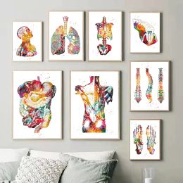 Structure humaine Anatomy Muscles System Toile peintures de cartes poumons et affiches d'os impriment les passionnés médicaux Cadeau d'art mural