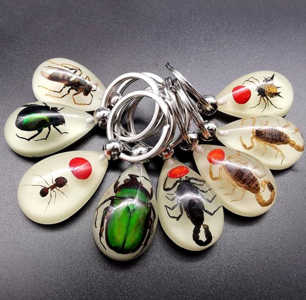 Porte-clés insecte en résine spécimen enseignant étudiants découverte accessoires d'éducation scientifique lueur lumineuse dans le noir porte-clés insecte