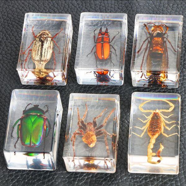 Insecte en résine spécimen cristal Transparent ambre araignée Scorpion spécimen Collection Surprise cadeau maison décoration de table
