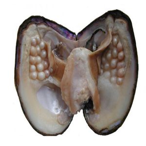 Sieraden Geschenken Shell Wish Pearl Oyster Vacuüm verpakt 3-9mm Willekeurig Kleur Gevormd 100% Natuurlijke Echte Parels in Oyster Monster BP002274v