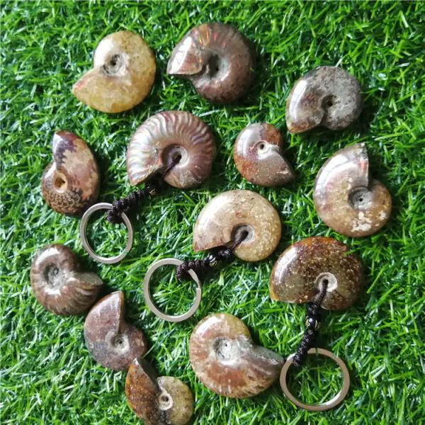 Joyería Piedra Natural amonita Concha Caracol llavero océano Reliquiae Concha Animal llavero para hombres mujeres joyería