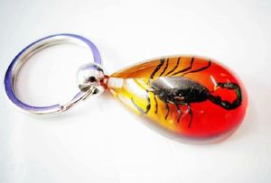 Porte-clés 10 Pcs Porte-clés Real Black Scorpion King Colorful Drop Design Key Ring