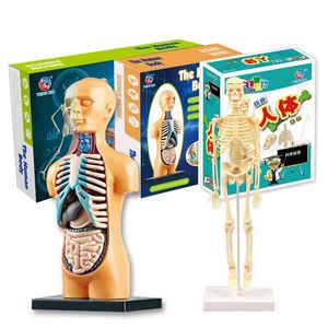 Kids Educational Toy Science Game Assembled Human Body Skeleton Anatomy Organs Bones Kit Toys For Children