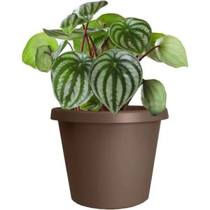 Grote plastic plantenpot met opgerolde rand voor binnen-buitenplanten bloemen 24 inch rond honingchocolade 240109