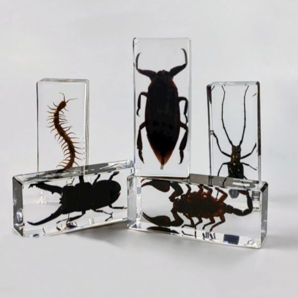 Grand spécimen de scorpion en résine, insectes, araignées, coléoptères, modèle de mille-pattes, décoration de bureau, 240129