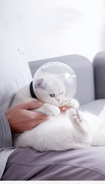 Laisses Couverture de protection pour chat Boule ronde de guérison Collier médical pour animaux de compagnie Couper les ongles Prévenir les morsures Taille M ou L uniquement pour les fournitures pour chats